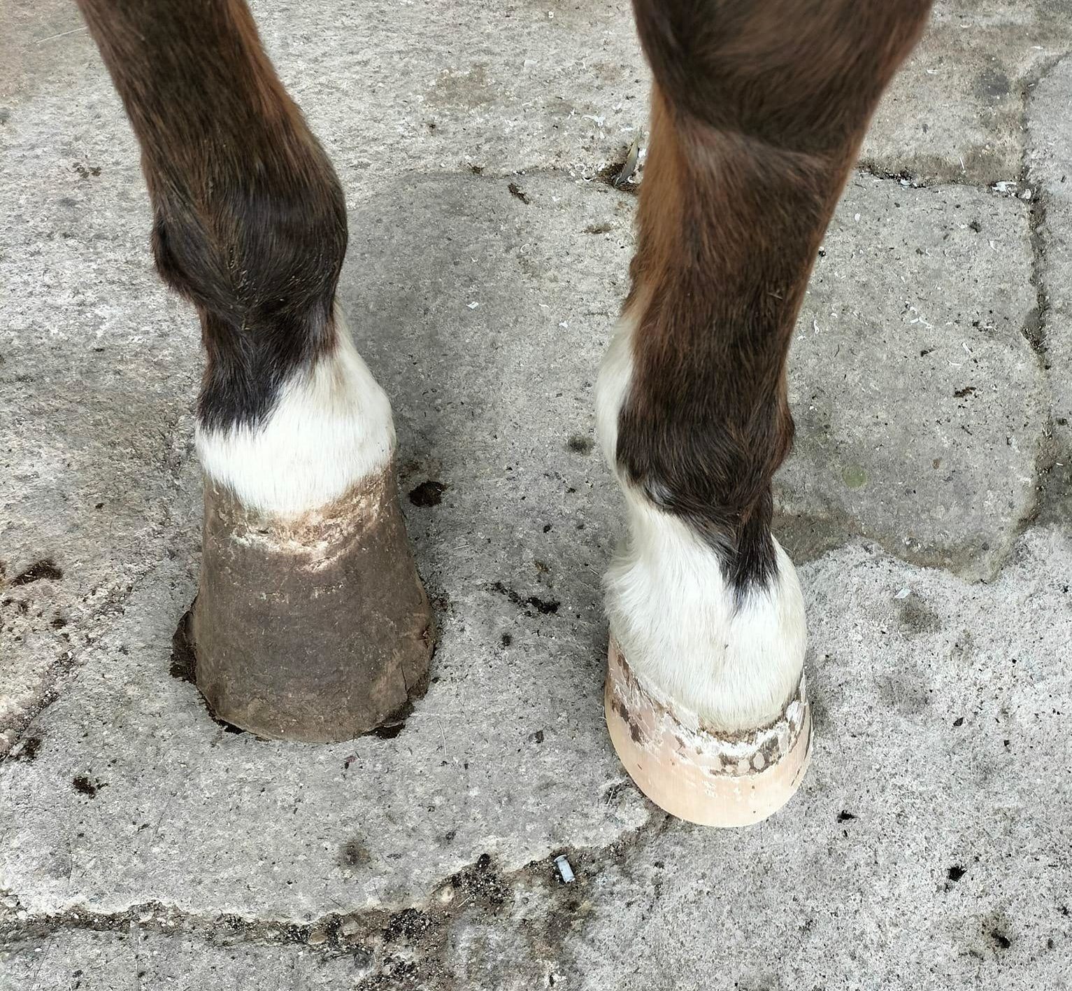 servicios de herraje Castellón