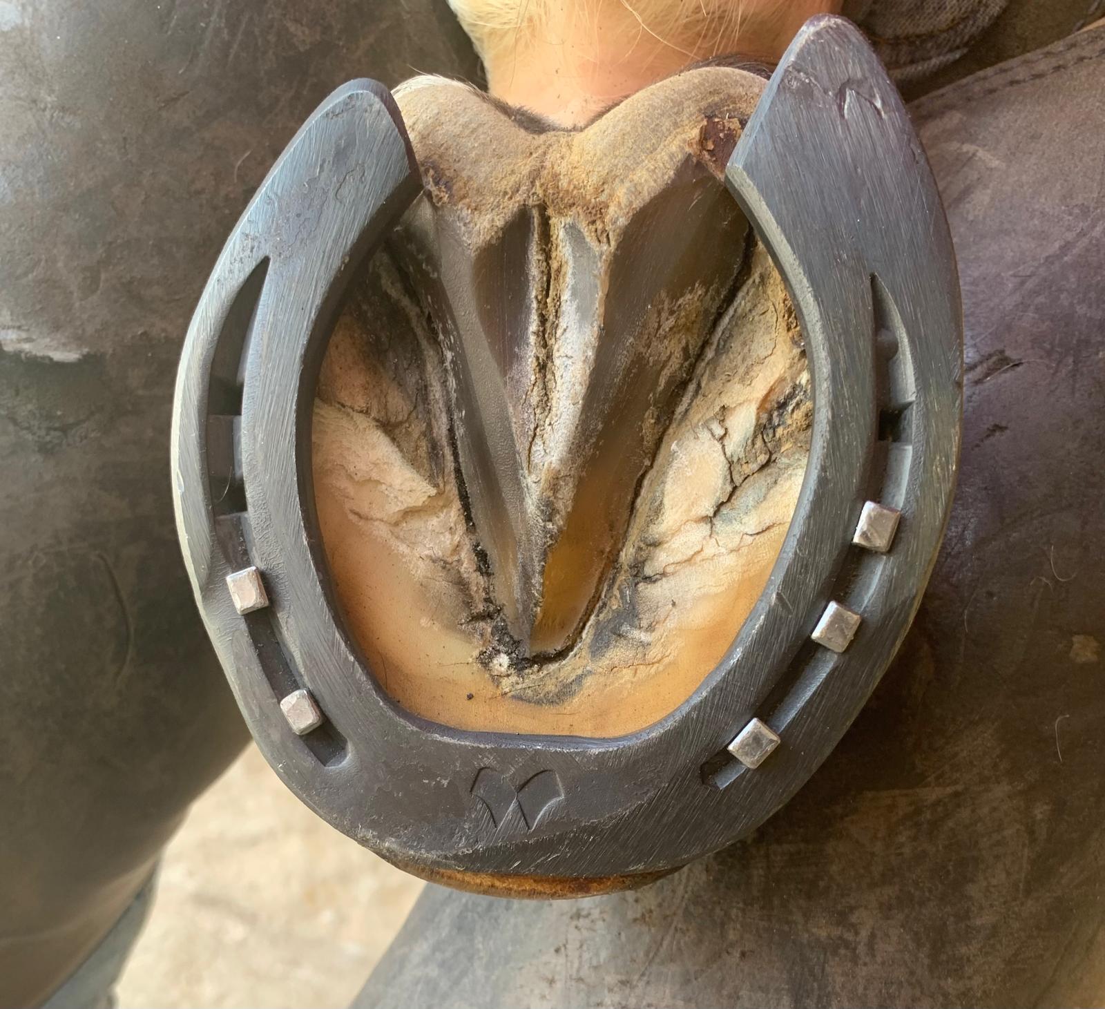 Evaluación de copas y aplomos caballo provincia castellón