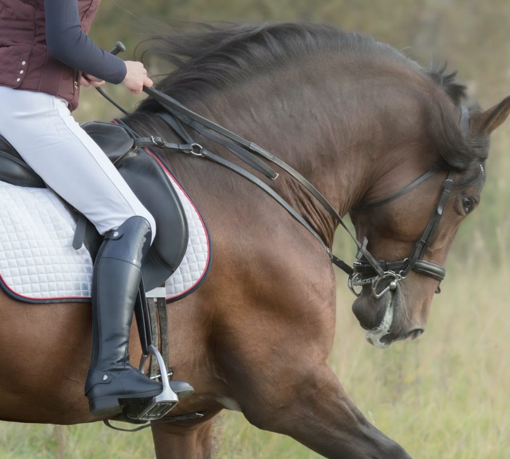 Evaluación de Aplomos