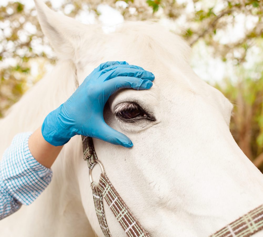 Coordinación veterinaria
